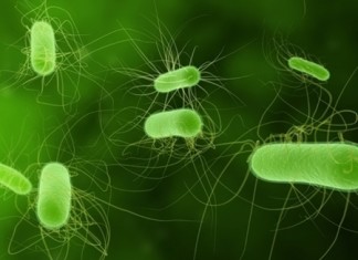 Infecțiile cu Escherichia coli